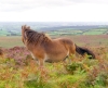 photo of exmoor pony and view across devon countryside