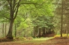 photo of nutcombe bottom woodland